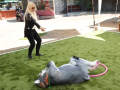PuppyPalooza2025TalentTrick0094